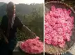 El auge del negocio de Ranggining en Tenjolaya Bogor: Preservando la tradición culinaria y sosteniendo la economía familiar