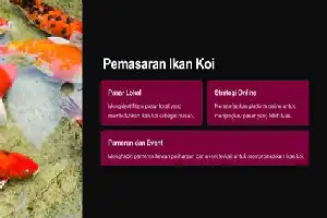 Transformasi Hobi Menjadi Bisnis: Belajar Strategi Budidaya Ikan Koi dari Yamagen Koi Farm