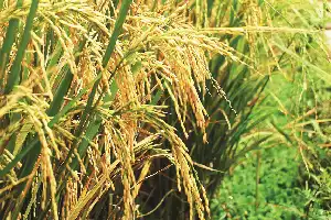 Eco-Friendly Solution: Polije Researchers Successfully Test Solar-Powered Rice Pest Control Device in Jember