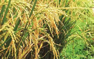 Solución ecológica: Investigadores de Polije prueban con éxito un dispositivo de control de plagas del arroz con energía solar en Jember