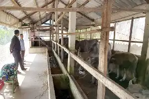 Історія успіху Трієу Тхоя: перетворення розведення буйволів на сталий бізнес
