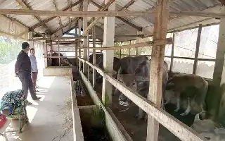 La historia de éxito de Trieu Thoi: Transformando la cría de búfalos en un negocio sostenible