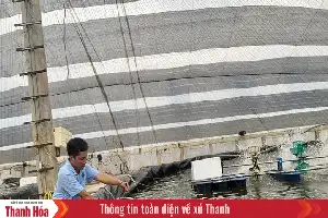 Modernisasi Sektor Perikanan: Strategi Thanh Hoa Tingkatkan Produktivitas Melalui Budidaya Berbasis Teknologi