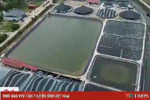 Модернізація ставків: Впровадження цифрових технологій підвищує продуктивність вирощування креветок у Тханьхоа