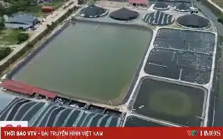 Modernización de estanques: La implementación de tecnología digital impulsa la productividad del camarón en Thanh Hoa