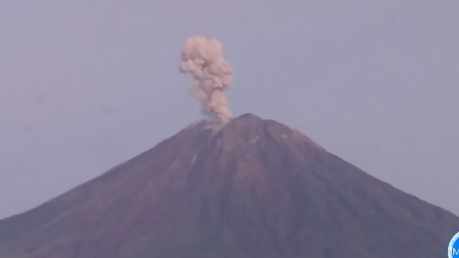 Aktivitas Vulkanik Gunung Semeru Meningkat: Tujuh Letusan Terdeteksi dalam Empat Jam