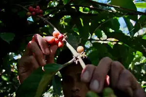 El exotismo del Robusta de Senduro: Cruzando las laderas del Semeru hacia el mercado mundial