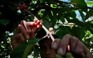 El exotismo del Robusta de Senduro: Cruzando las laderas del Semeru hacia el mercado mundial