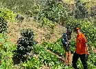 Se extingue el incendio en la zona del monte Ringgit Bromo, el personal permanece en alerta para vigilar las columnas de humo