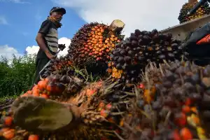 Impulsando la industrialización, BPDP se enfoca en fortalecer la competitividad de las MiPyMEs basadas en la palma