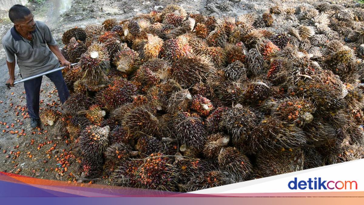 Dorong Kemandirian Ekonomi, Pemerintah Fokuskan Koperasi Kelola Industri Sawit