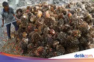 Promoting Economic Independence, Government Focuses Cooperatives on Managing Palm Oil Industry