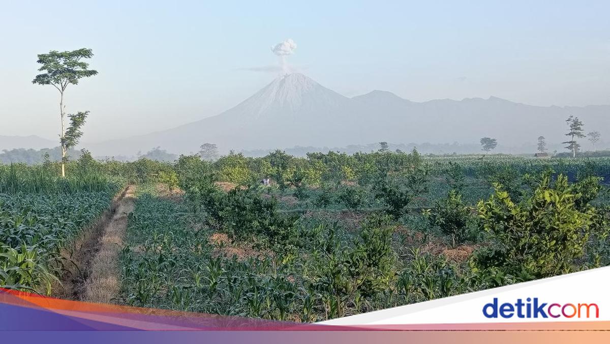 Gunung Semeru Kembali Erupsi, Status Level III Tetap Siaga