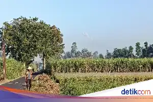 Volcanic Activity Increases, Mount Semeru Launches Lava Flows up to 1.5 Kilometers