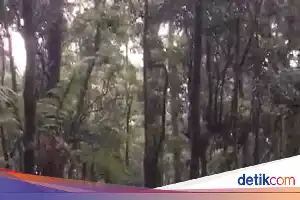 Evakuasi Dramatis Pendaki Berbobot 145 Kg di Gunung Gede Pangrango