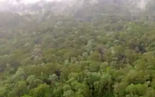 Forest Therapy: A Natural Solution to Overcome Stress and Improve Mental Health