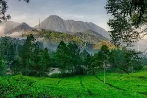 Reviewing the Appeal of Gunung Mas Agrotourism in Bogor, a Green Oasis Amidst the Busy Puncak Route