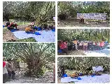 Boost Palm Oil Productivity, ITP2I Trains Pelalawan Farmers to Use Pollen Technology