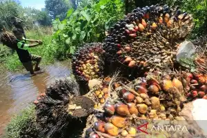 Monitoreando la salud de la palma aceitera, la Universidad IPB desarrolla un sistema de detección basado en IA e imágenes satelitales