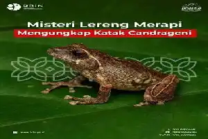 Philautus candrageni, a New Shrub Frog Species Discovered on the Slopes of Mount Merapi