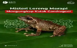 Philautus candrageni, a New Shrub Frog Species Discovered on the Slopes of Mount Merapi