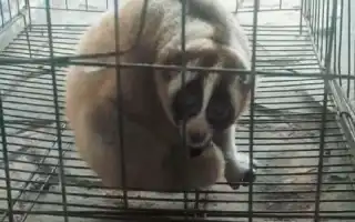Prompt Response of Sukabumi Residents Saves Javan Slow Loris Entering Residential Area