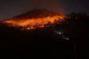 Forest Fire Strikes Mount Biru in Mojokerto, Steep Terrain Hinders Extinguishing Efforts