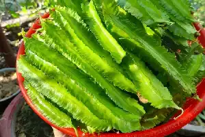 Frijol Alado: Una Verdura Local Altamente Nutritiva para Mantener la Salud del Cuerpo