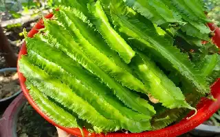 Winged Bean: A Highly Nutritious Local Vegetable to Support Health