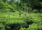 Menjelajahi Kebun Teh Gunung Gambir, Pesona Wisata Hijau di Lereng Argopuro Jember