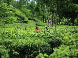 Explorando el campo de té de Gunung Gambir, el encanto del turismo ecológico en las laderas de Argopuro Jember