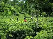 Menjelajahi Kebun Teh Gunung Gambir, Pesona Wisata Hijau di Lereng Argopuro Jember