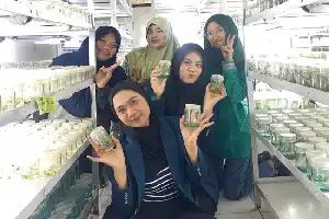 Tingkatkan Kompetensi Agribisnis, Mahasiswa UB Kediri Pelajari Teknologi Kultur Jaringan Tebu di Madiun