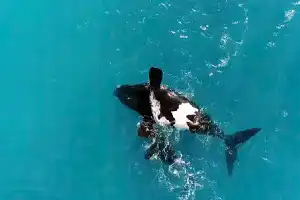 New Study Reveals Why Southern Right Whales Float Upside Down: Not a Sign of Illness