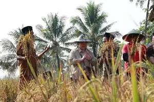 Al aplicar innovación con bionutrientes, PBNU logra duplicar la productividad del arroz en Banten