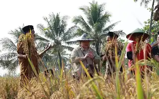 Al aplicar innovación con bionutrientes, PBNU logra duplicar la productividad del arroz en Banten