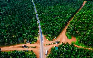 President Prabowo Urges Cooperatives to Control Palm Oil Business Chain from Upstream to Downstream