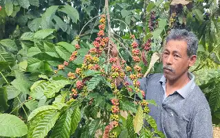 Preservando el legado holandés: la historia de los agricultores de las laderas del monte Lawu que protegen el café centenario