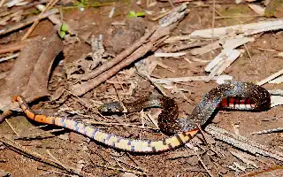 Rare Kukri Snake Finding on Mount Anjasmoro Slopes Reveals Wonosalam's Biodiversity