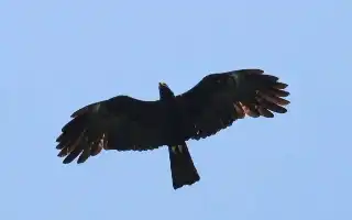 Javan Hawk-Eagle Population on Mount Muria Rises to 20, Protection Efforts Intensified