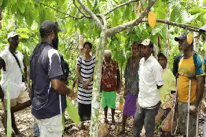 La adopción de tecnología digital abre el acceso al mercado internacional para los productores de cacao de PNG
