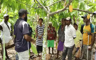 La adopción de tecnología digital abre el acceso al mercado internacional para los productores de cacao de PNG