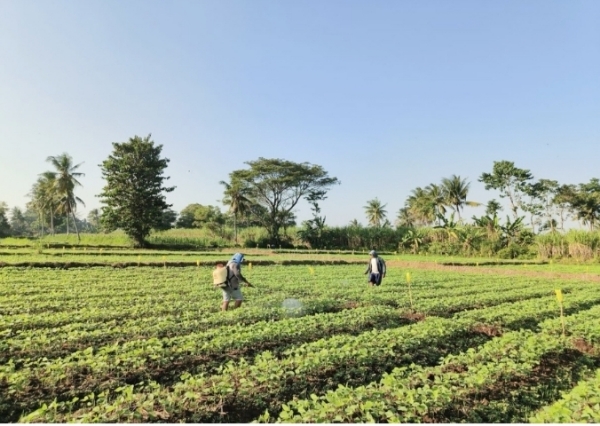 Bukan Gagap Inovasi: Mengapa Digitalisasi Pertanian Sering Gagal di Tingkat Petani