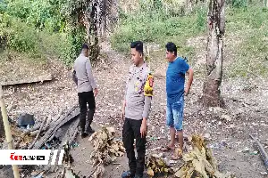 Hiding on Mountain Slopes, Cockfighting Gambling Arena in Mamuju Raided by Police