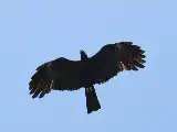 Buenas noticias para la conservación: La población del águila azor de Java en el monte Muria aumenta a 20 ejemplares