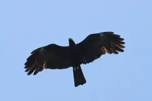 Conservation Good News: Javan Hawk-Eagle Population on Mount Muria Rises to 20
