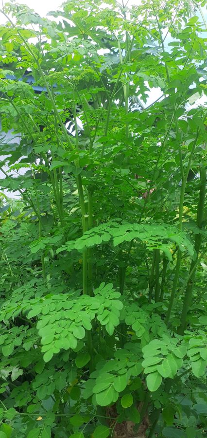 Melampaui Mitos: Mengungkap Kekuatan Nutrisi di Balik Tanaman Kelor
