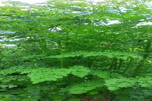Beyond Myth: Unveiling the Nutritional Power Behind the Moringa Plant