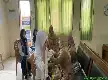 Cegah Penyakit Menular, MTsN 2 Bungo Bersinergi dengan Puskesmas Rimbo Tengah Gelar Program BIAS
