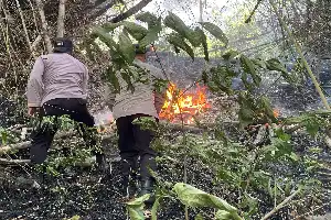Un equipo conjunto logra sofocar un incendio forestal en el monte Orak-Arik, Trenggalek